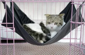 2 Sides Cat Kitty Hammock Hanging Bed - Waterproof Hammock Fleece Warm Swing Bed for Cat Ferret Rabbit Bunny Small Animal Cage Hammock (Small, Black)