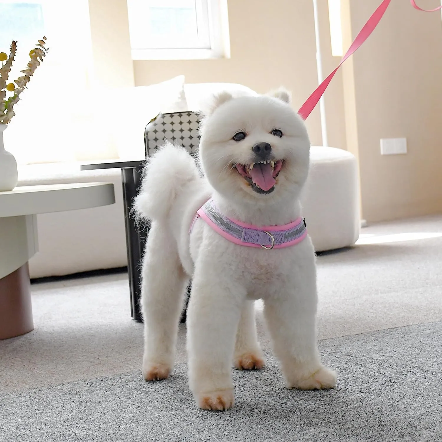 AIITLE No Pull Dog Harness with Soft Padded Handle, Reflective Strip Escape Proof and Quick Fit to Adjust Puppy Harnesses, Easy for Training Walking Running for Extra Small Dogs Purple-Pink XXS