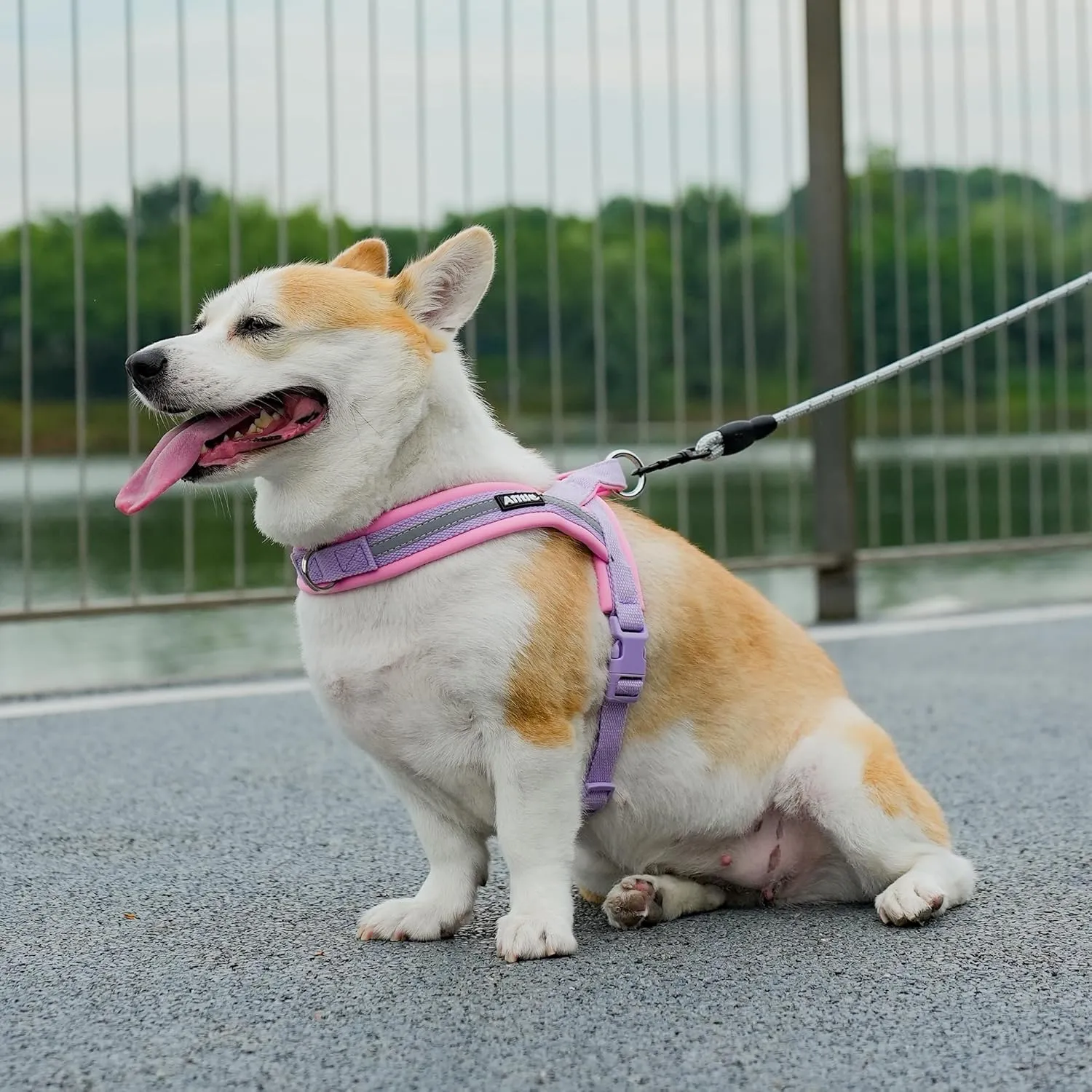AIITLE No Pull Dog Harness with Soft Padded Handle, Reflective Strip Escape Proof and Quick Fit to Adjust Puppy Harnesses, Easy for Training Walking Running for Extra Small Dogs Purple-Pink XXS