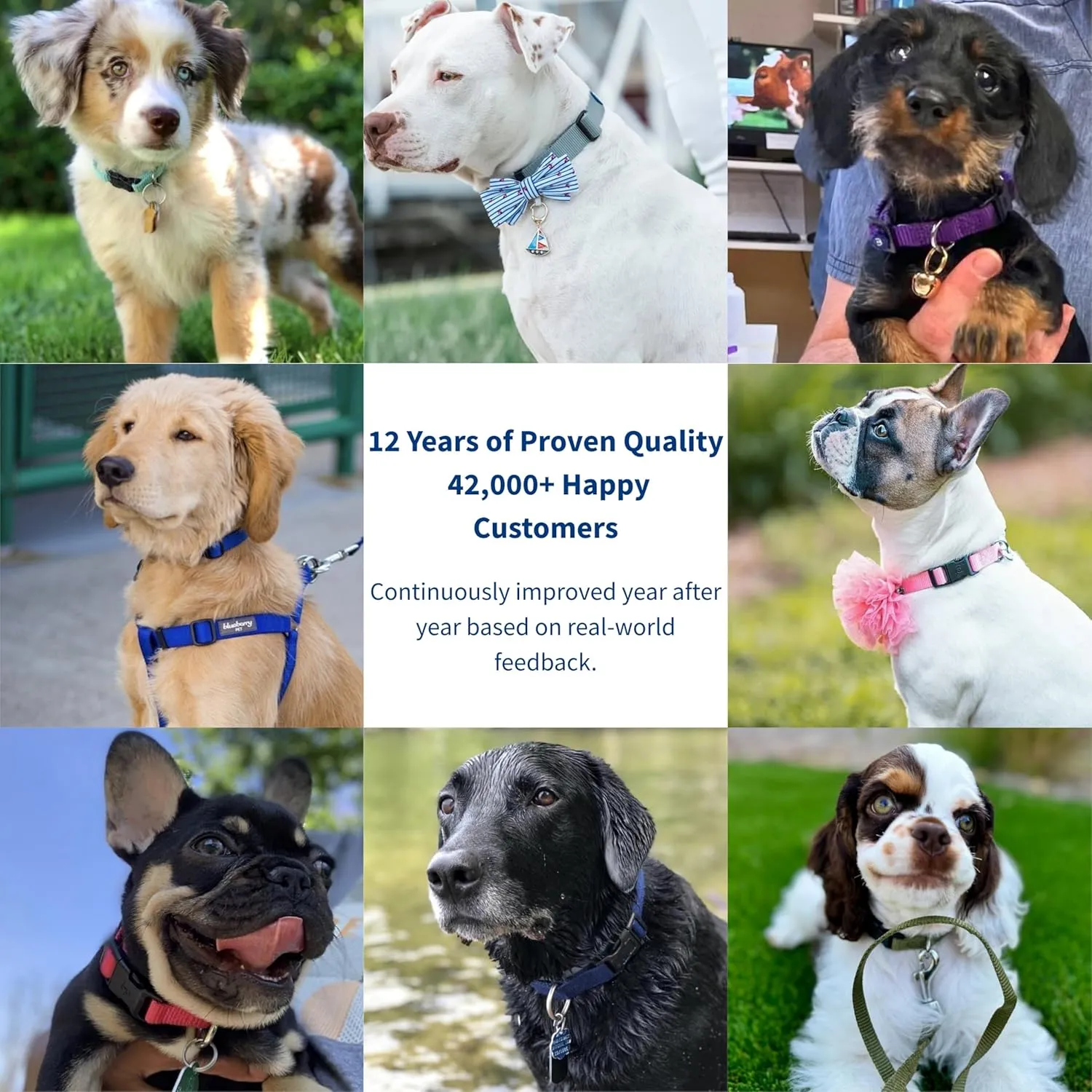 Blueberry Pet Essentials  |  |  |  | 