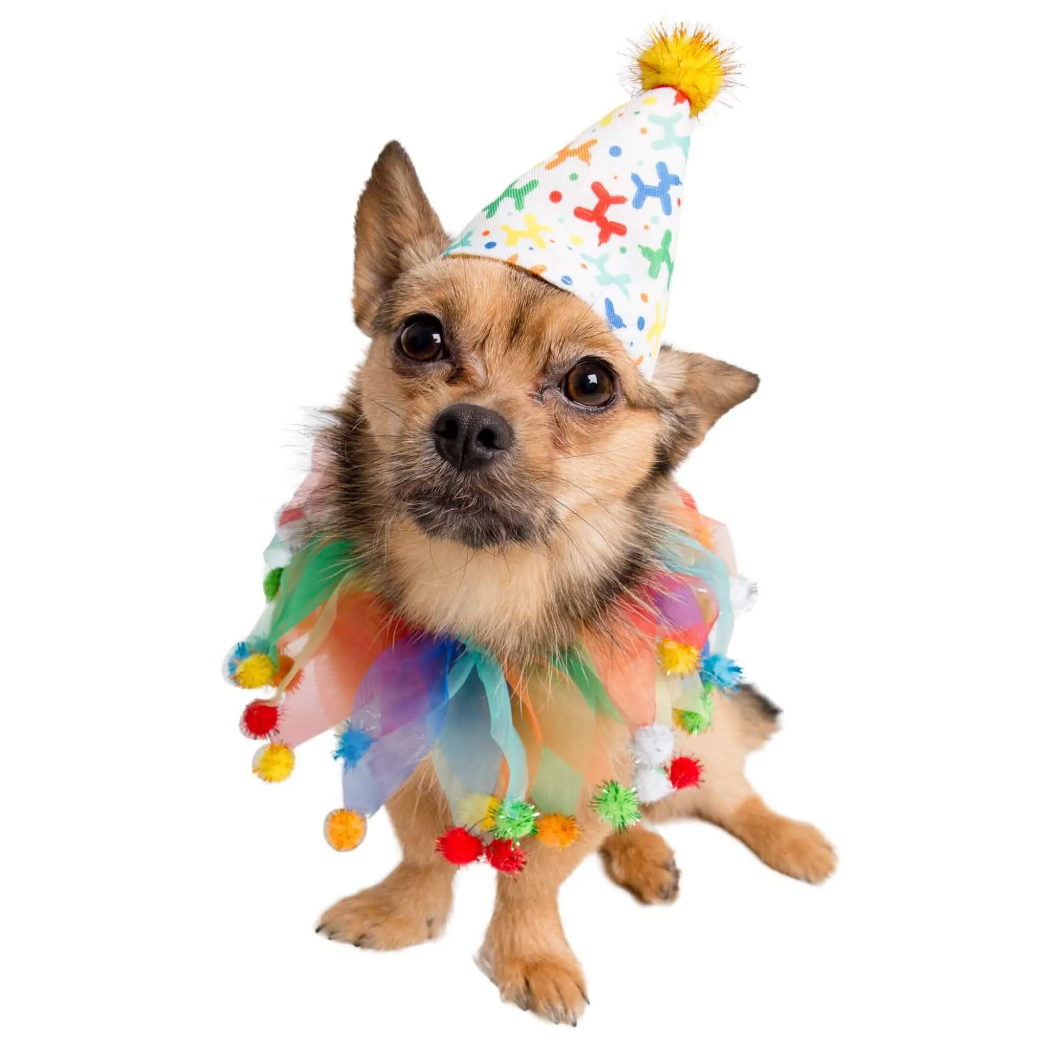 Celebration/Birthday Pet Hat & Collar Set