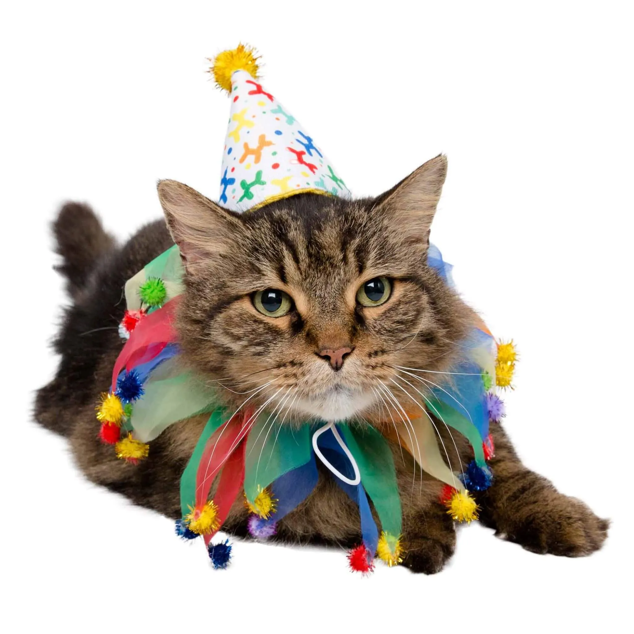 Celebration/Birthday Pet Hat & Collar Set