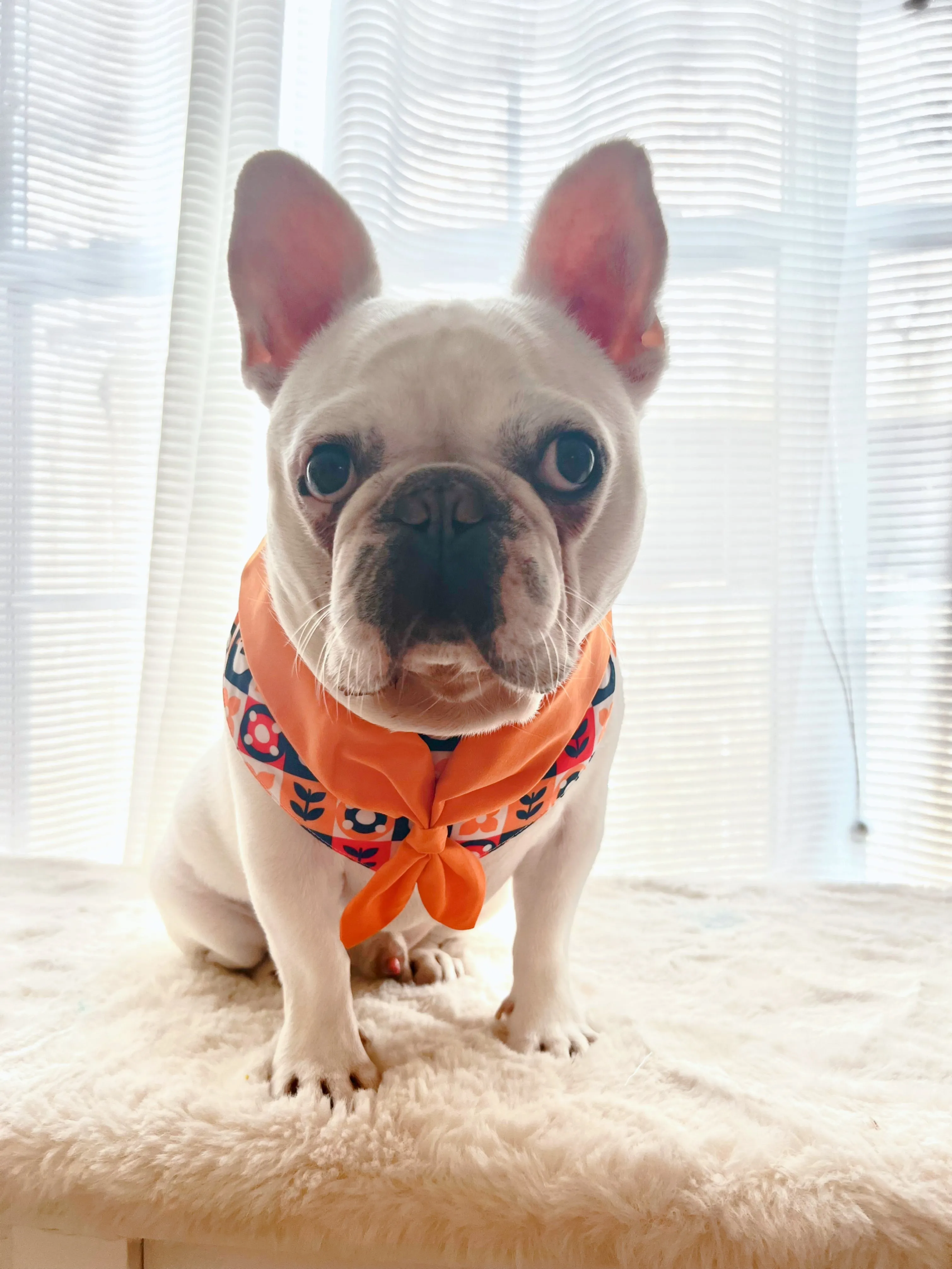 Cute Scout Style Pet Bandana