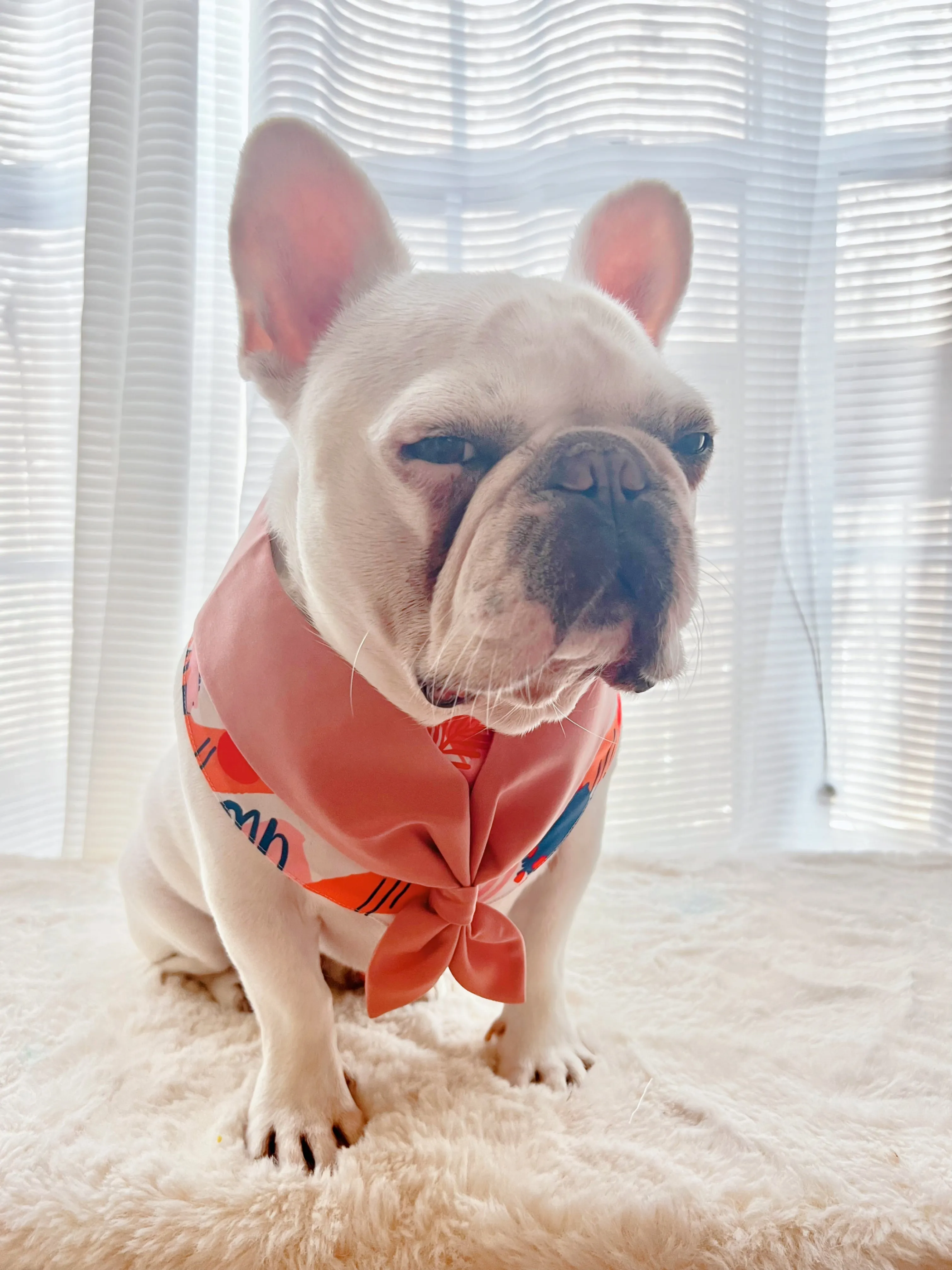 Cute Scout Style Pet Bandana