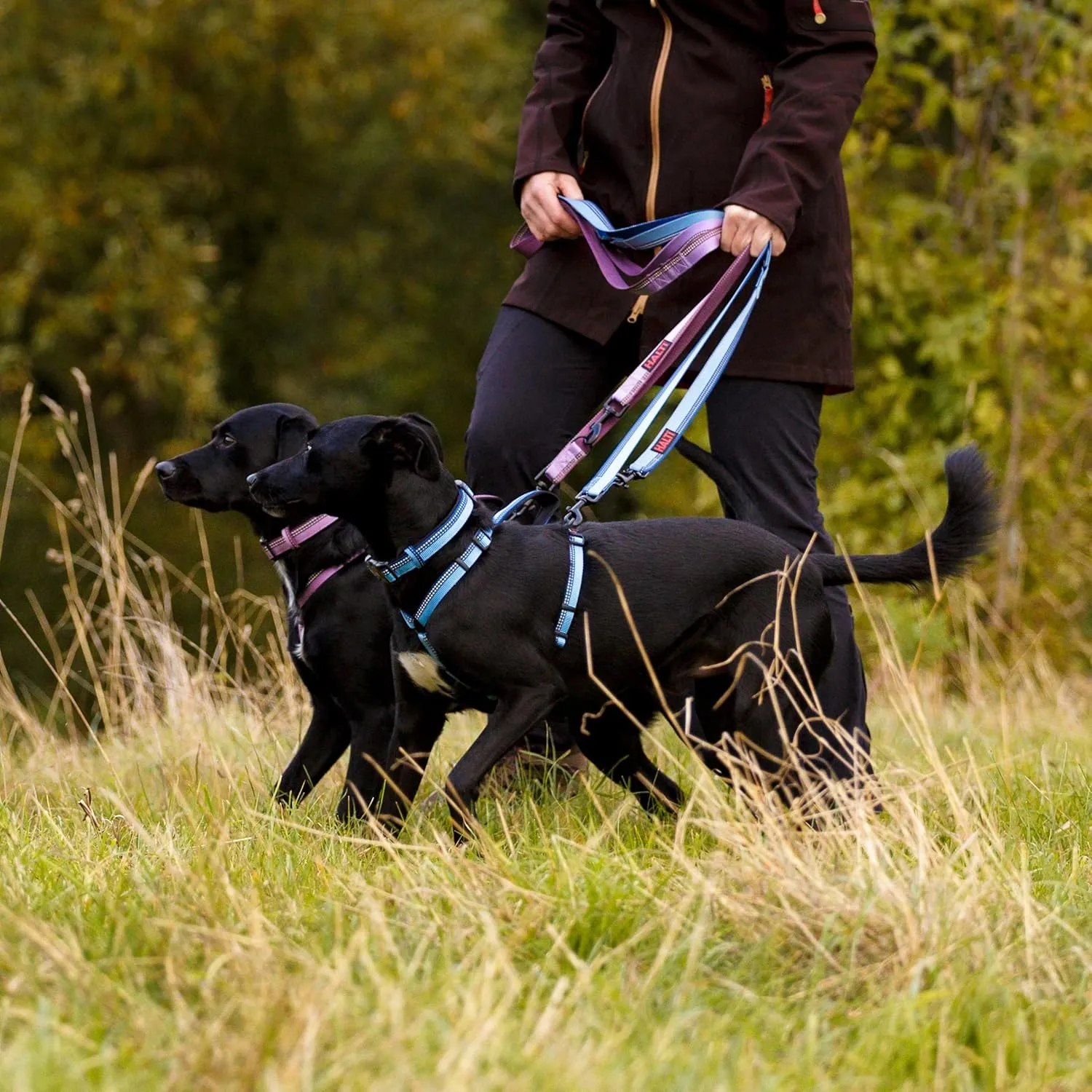HALTI Double-Ended Leash for Dogs - Neoprene-Padded, Easy to Use, Reflective, Adjustable Lengths, Ideal Dog Leash for Hands Free Running & Training. Suitable for Medium and Large Dogs (Size L, Purple)