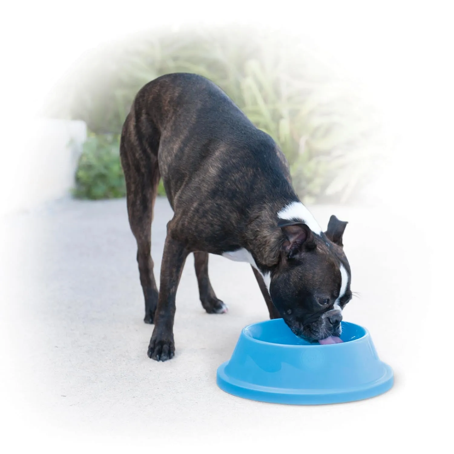 K&H Coolin' Bowl - Cooling Water Bowl for Pets