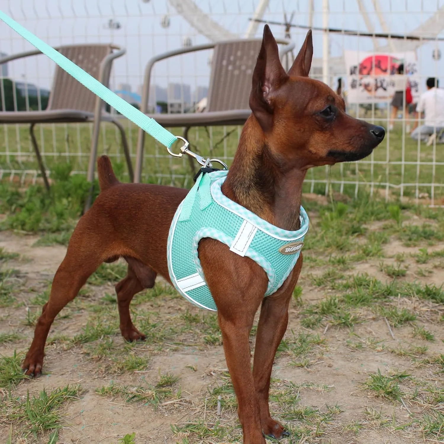 M Size Green Dog Harness and Leash Set, Breathable Mesh Medium Dog Vest, No-Pull Adjustable Chest Strap with Reflective Safety Strips, Lightweight Walking Gear for Small to Medium Dogs