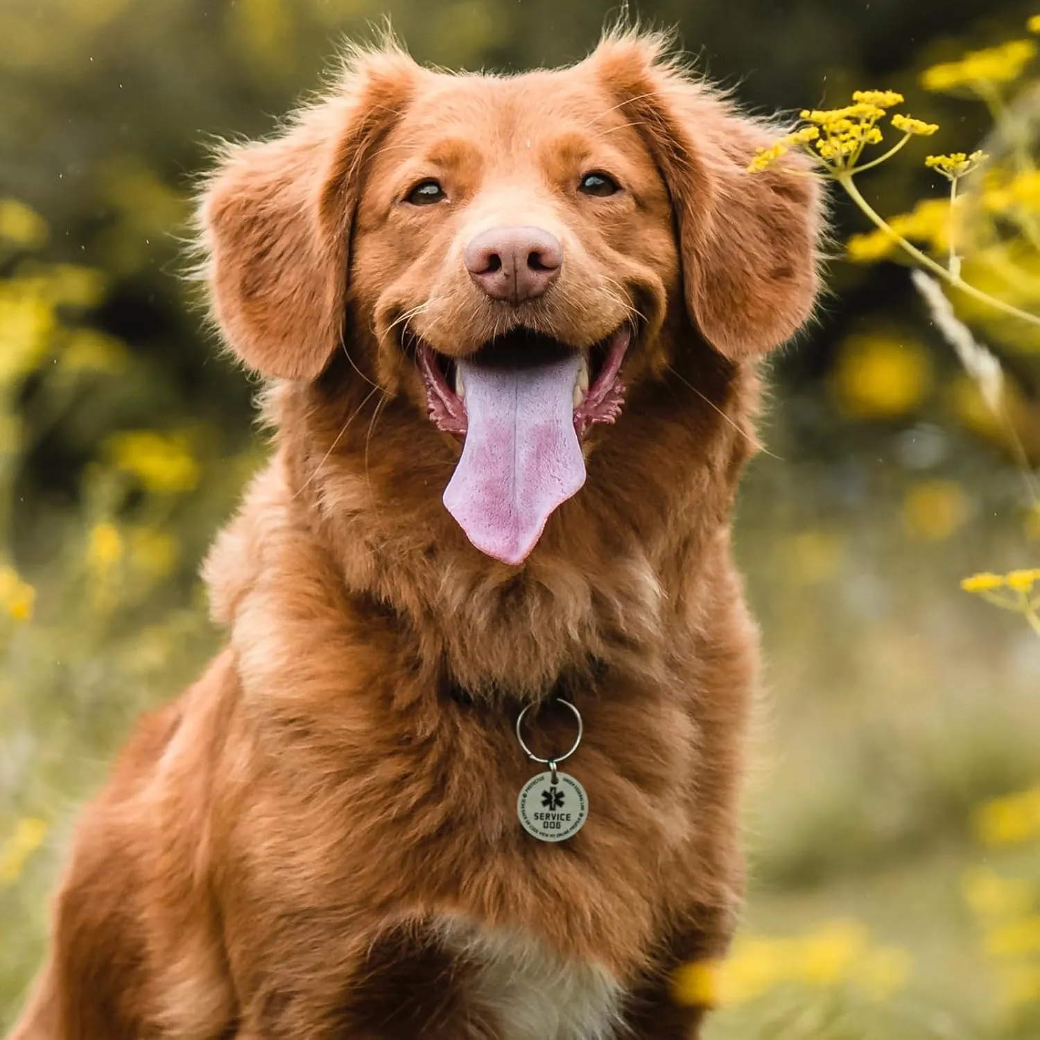 MYLUCKYTAG QR Code Service Dog Tag - Pet Online Profile - Scan QR Receive Instant Pet Location Alert Email