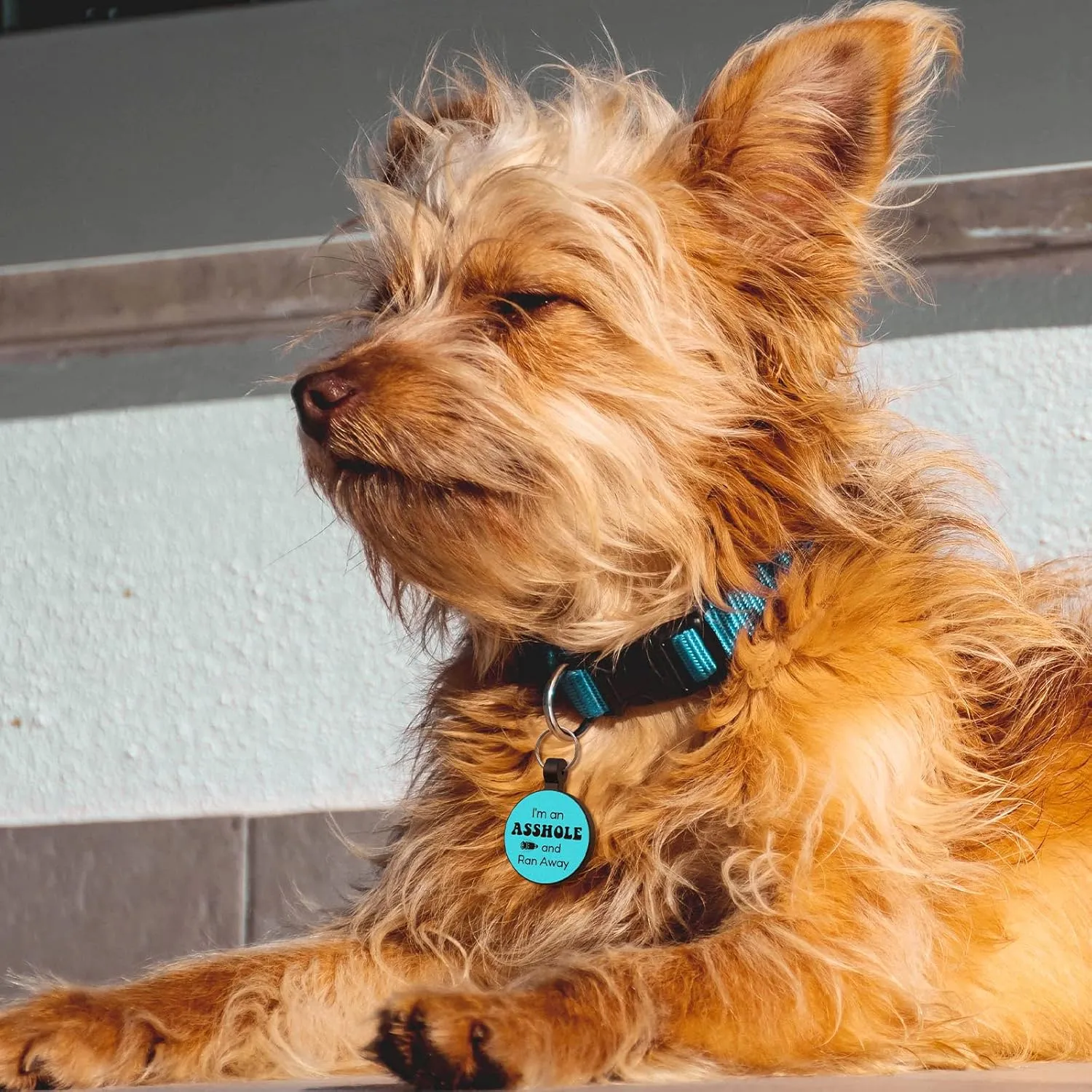 MYLUCKYTAG QR Code Silicone Dog/Cat ID Tag - Online Profile, Location Alert, Durable Pet Collar Tag