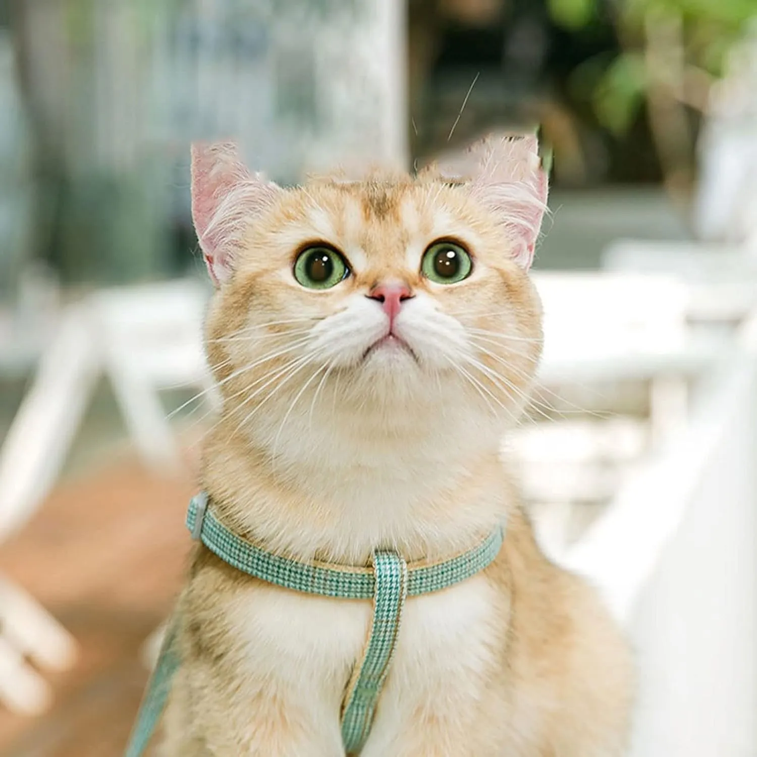 Pet Collars Cartoon Small Cat Collar Harness Vest Adjustable Pet Harness for Cats Walking Rope Fairy Kitten Accessories Breakaway Cat Collar(Rojo,Medium)