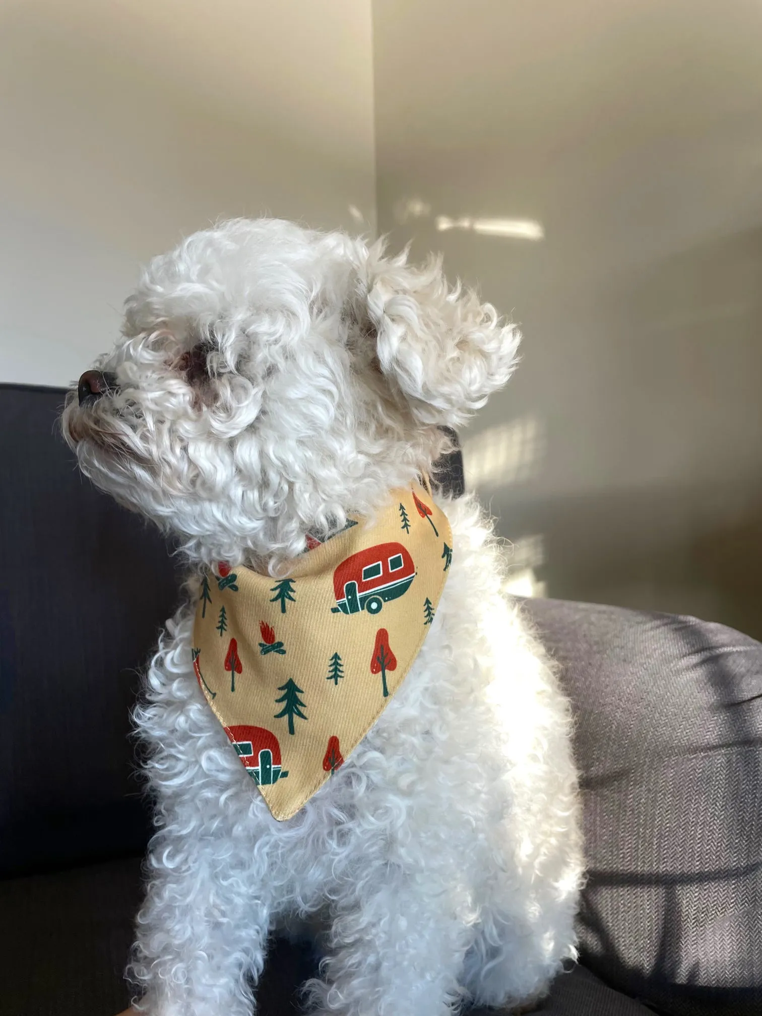 Trailblazer Pet Bandana   Scrunchie